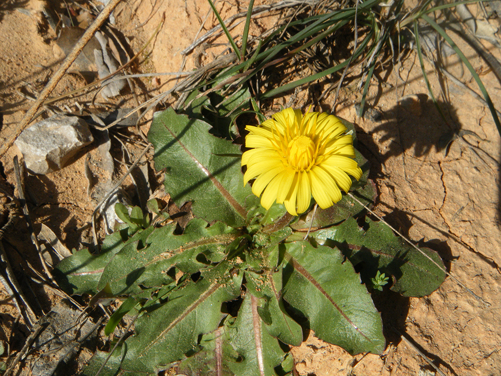 Taraxatum obovatum  (Diente de león)